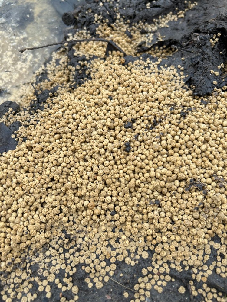 Giftköder-Körner auf dem Feldweg-Profilbild