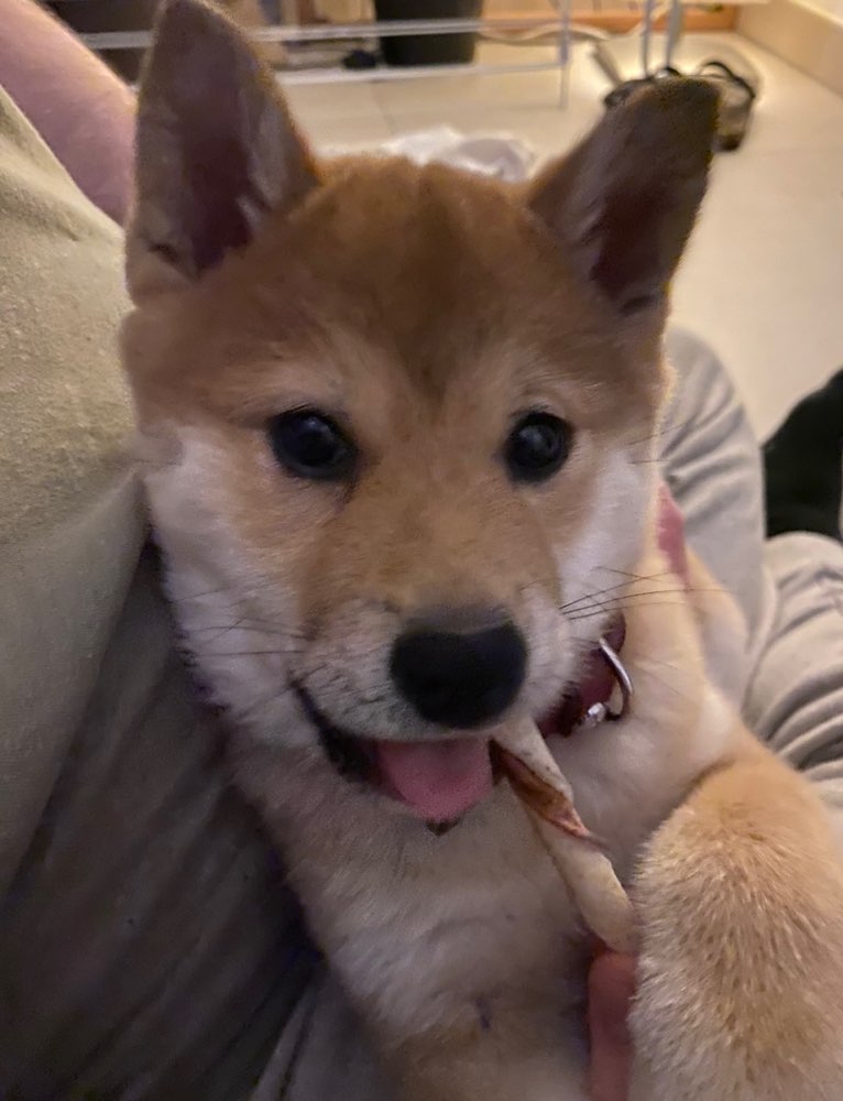Hundetreffen-Shiba Inu Treffen-Profilbild