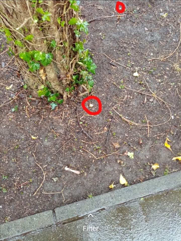 Giftköder-Ausgelegte Wurststücke-Profilbild