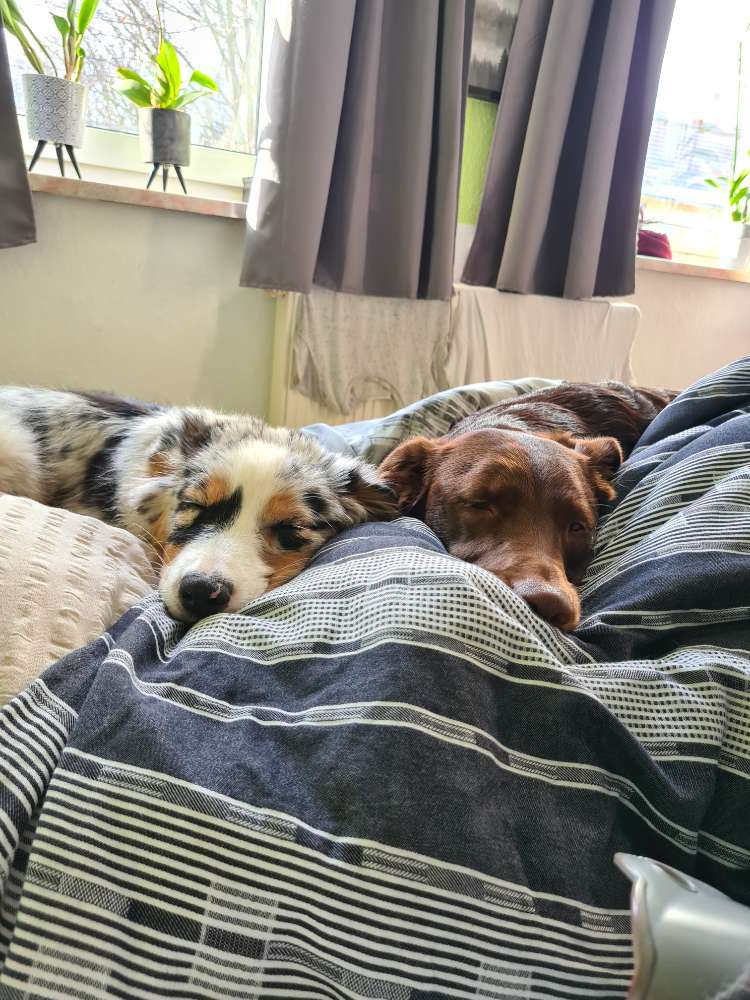 Hundetreffen-Einfach mall die Hunde spielen lassen-Profilbild