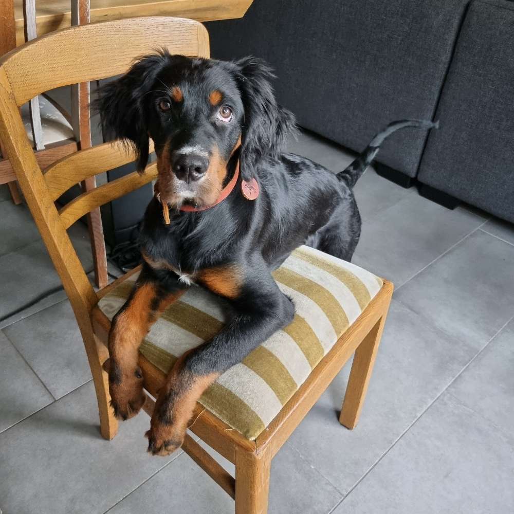 Hundetreffen-Hunde in Ms-Roxel-Profilbild