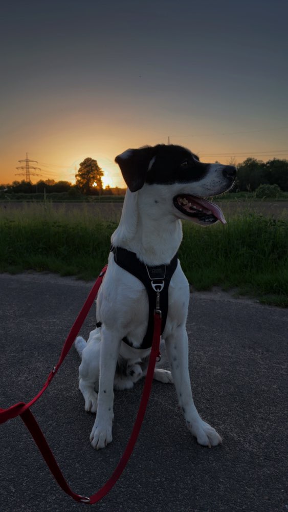 Hundetreffen-spielerundd-Profilbild