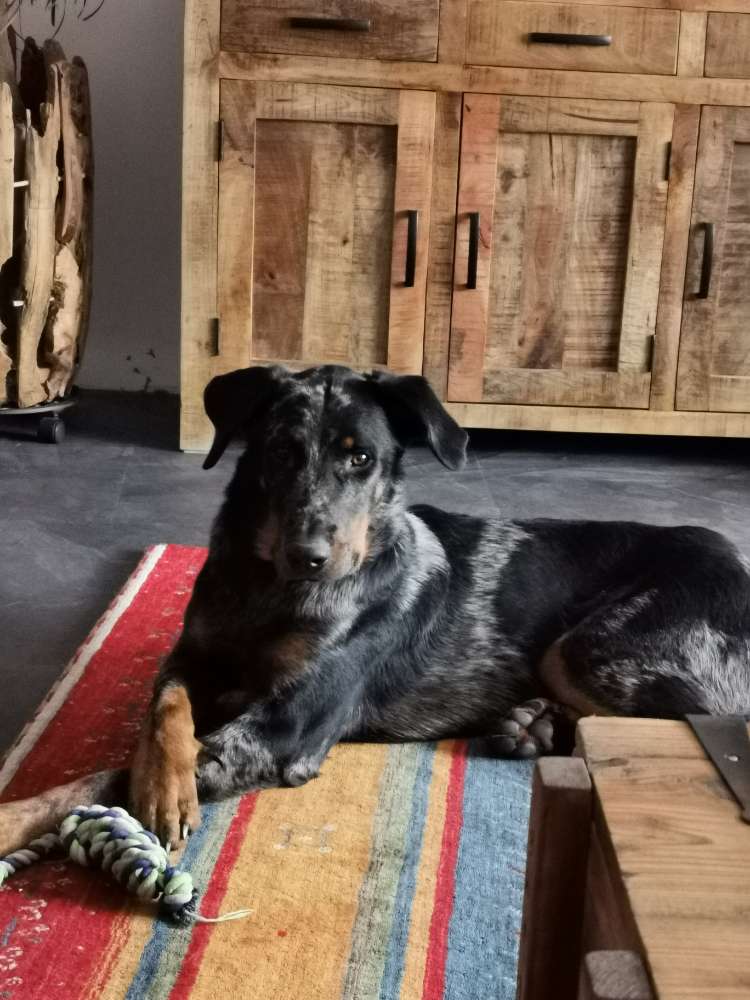 Hundetreffen-Hundetreffen-Profilbild