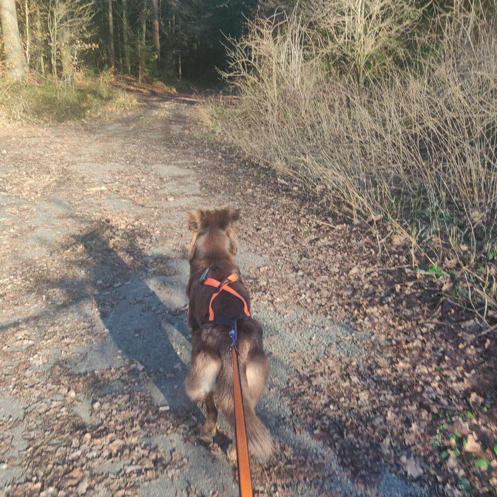 Hundetreffen-Canicross Lauftreff-Profilbild