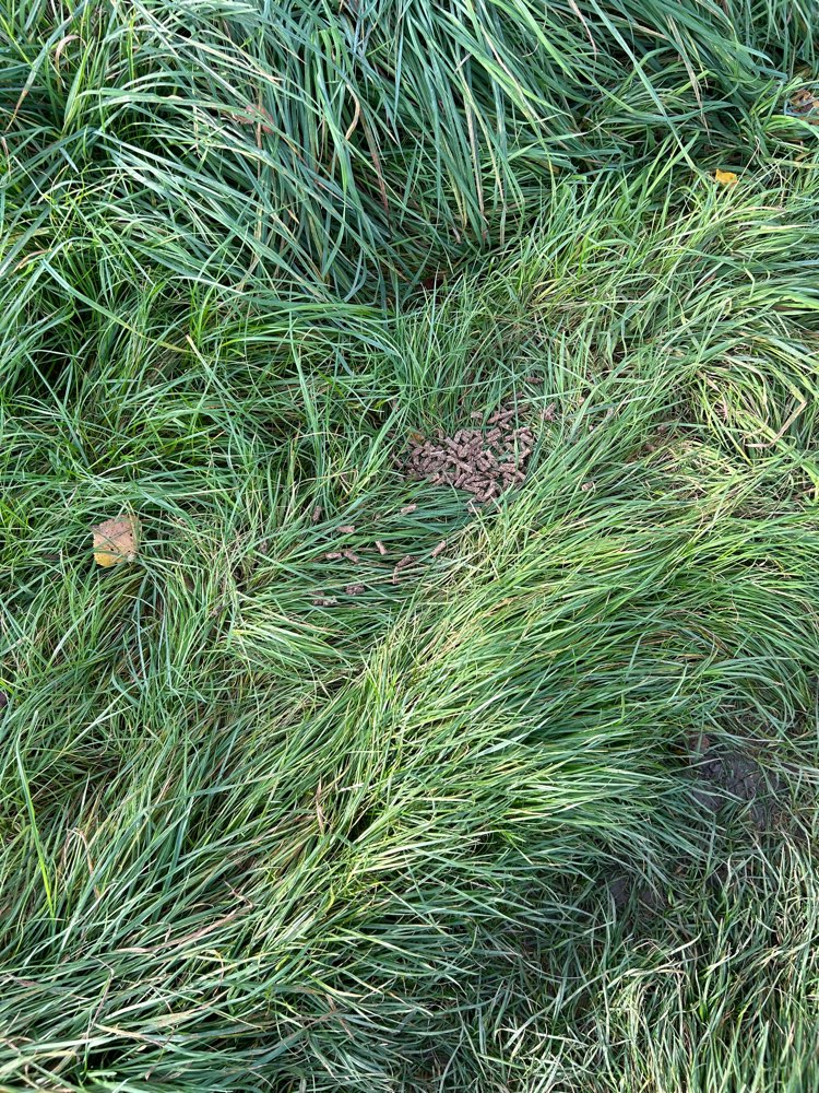 Giftköder-Trockenfutter Leckerchen Giftköder-Profilbild