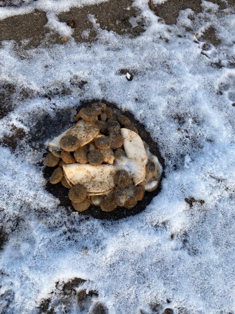 Giftköder-Evtl. Giftköder-Profilbild