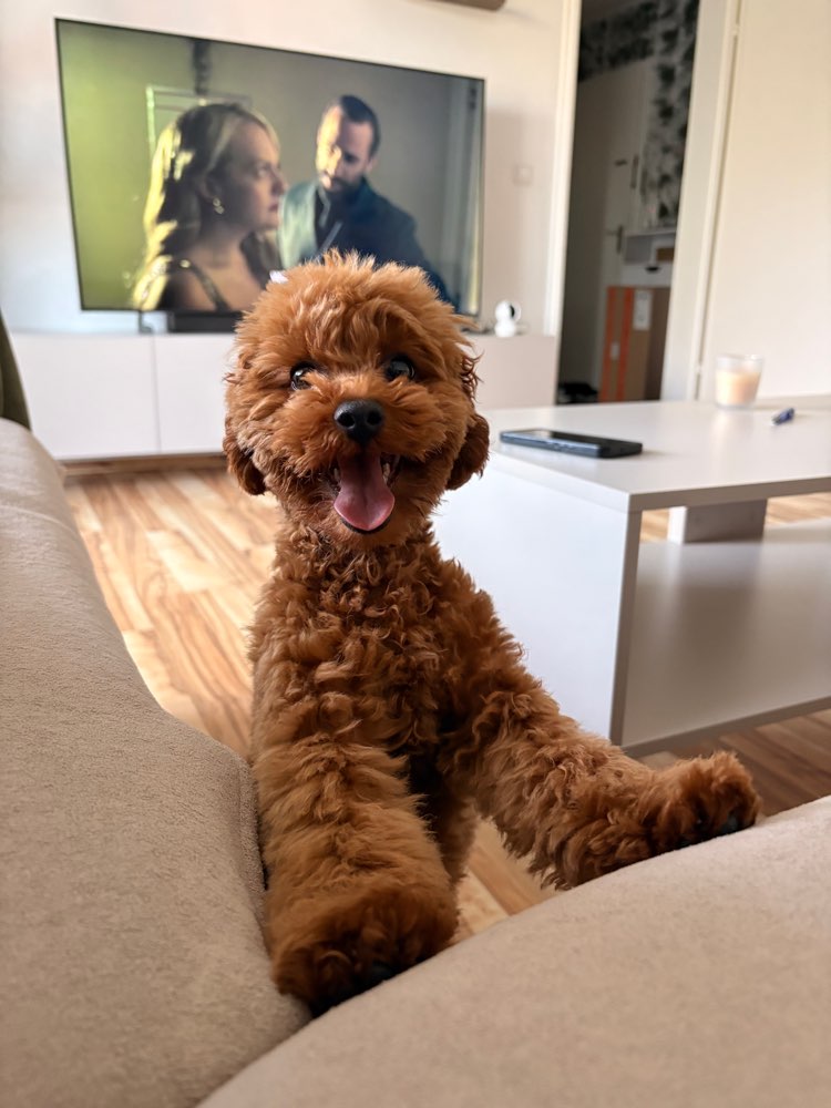 Hundetreffen-Spiel- und Trainingspartner/in-Profilbild