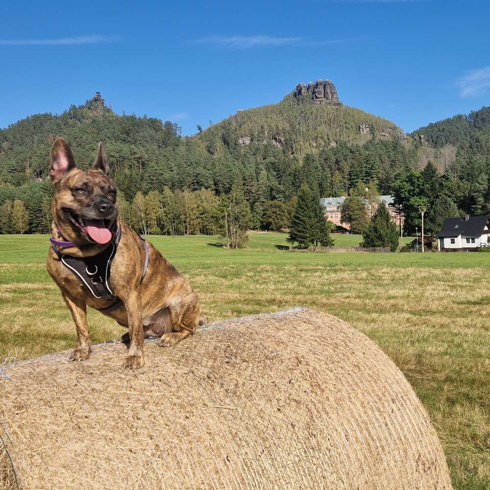 Hundetreffen-Gemeinsame Wanderungen z.b. in der Sächsischen Schweiz-Profilbild