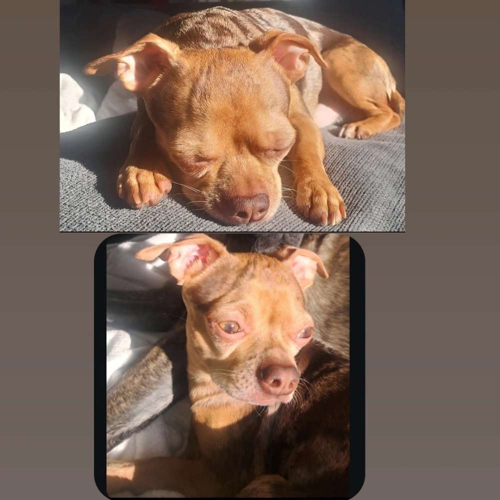 Suchmeldung-Lucky-Profilbild