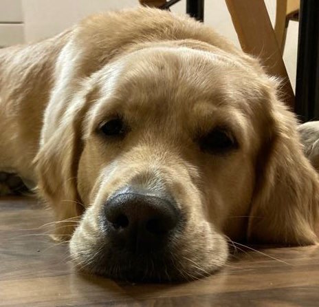 Hundetreffen-Freundin gesucht-Profilbild