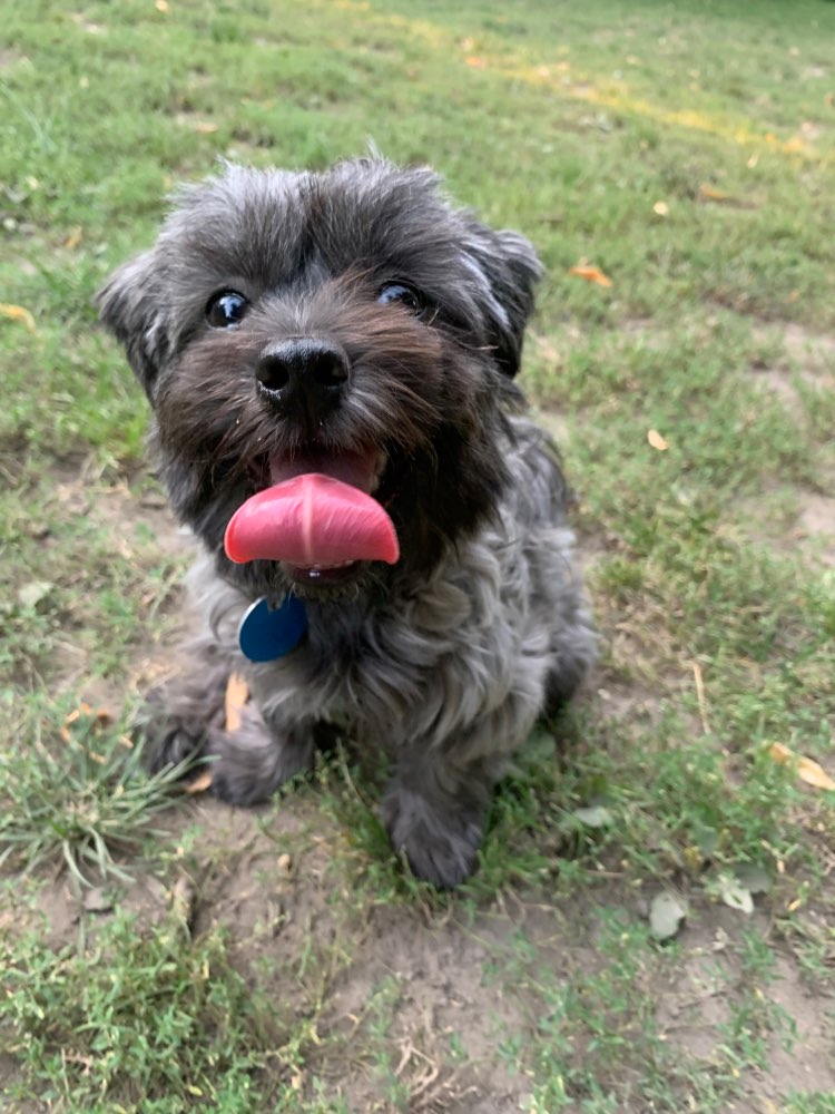 Hundetreffen-Spielfreunde gesucht-Profilbild