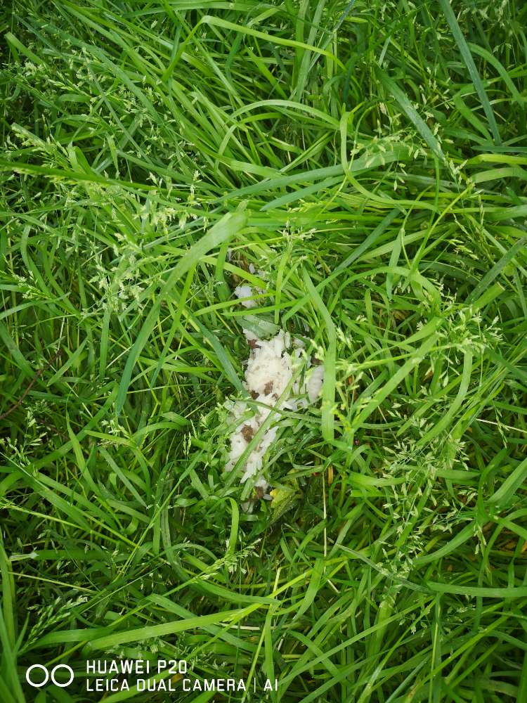 Giftköder-Giftköder-Profilbild