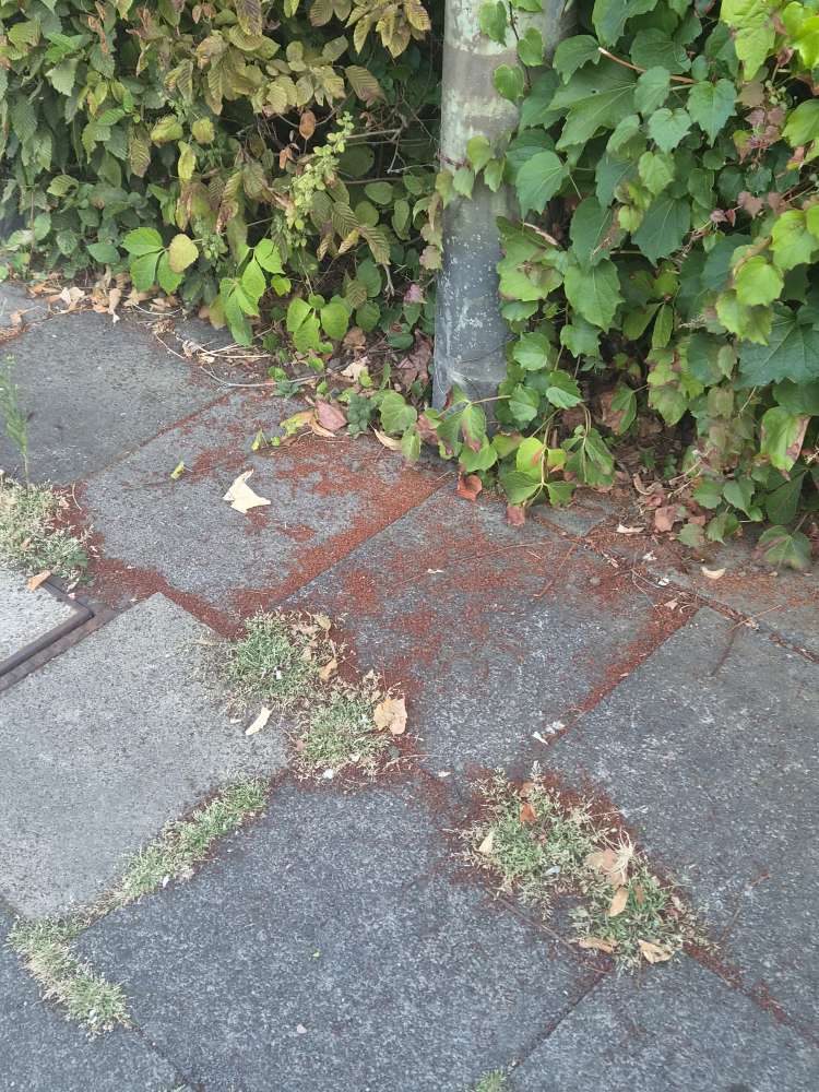 Giftköder-Rotbraune Substanz, mögicherweise Gift-Profilbild