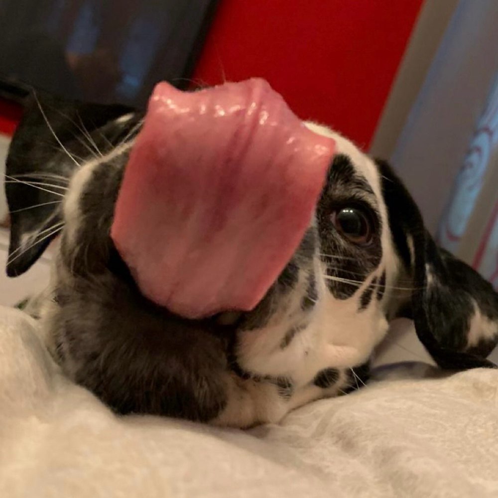 Hundetreffen-Sozial Walk & Spielen wenn’s passt. 1 Platz frei-Profilbild
