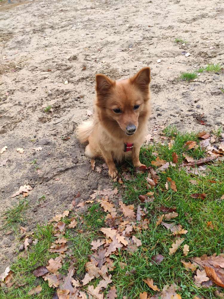 Hundetreffen-Hundefreunde-Profilbild