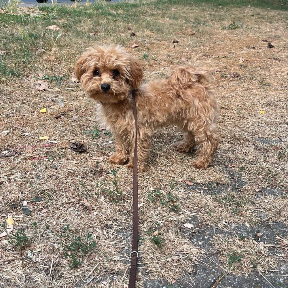 Hundetreffen-Sozialisierung/Welpentreff-Profilbild
