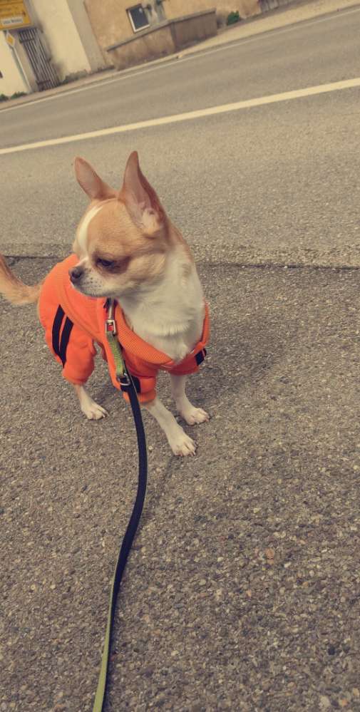 Hundetreffen-Gassi Runde mit chiwawa-Profilbild