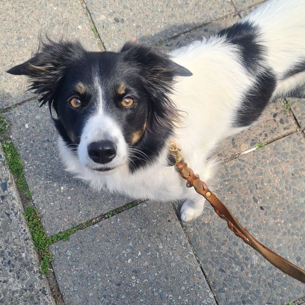 Hundetreffen-Leinenspaziergang-Profilbild