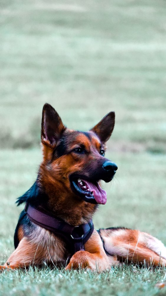 Hundetreffen-Suchen Spielpartner und bestenfalls gegenseitige Betreuungsunterstützung?-Profilbild