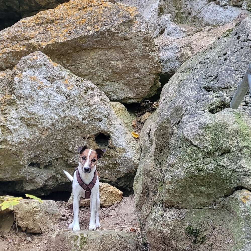 Hundetreffen-Menschensuche Nasenarbeit-Profilbild