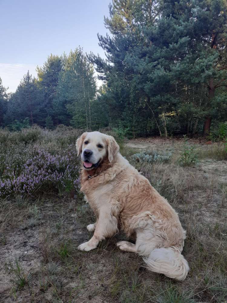 Hundetreffen-Hundefreunde für Gassi gehen oder Spieletreff-Profilbild