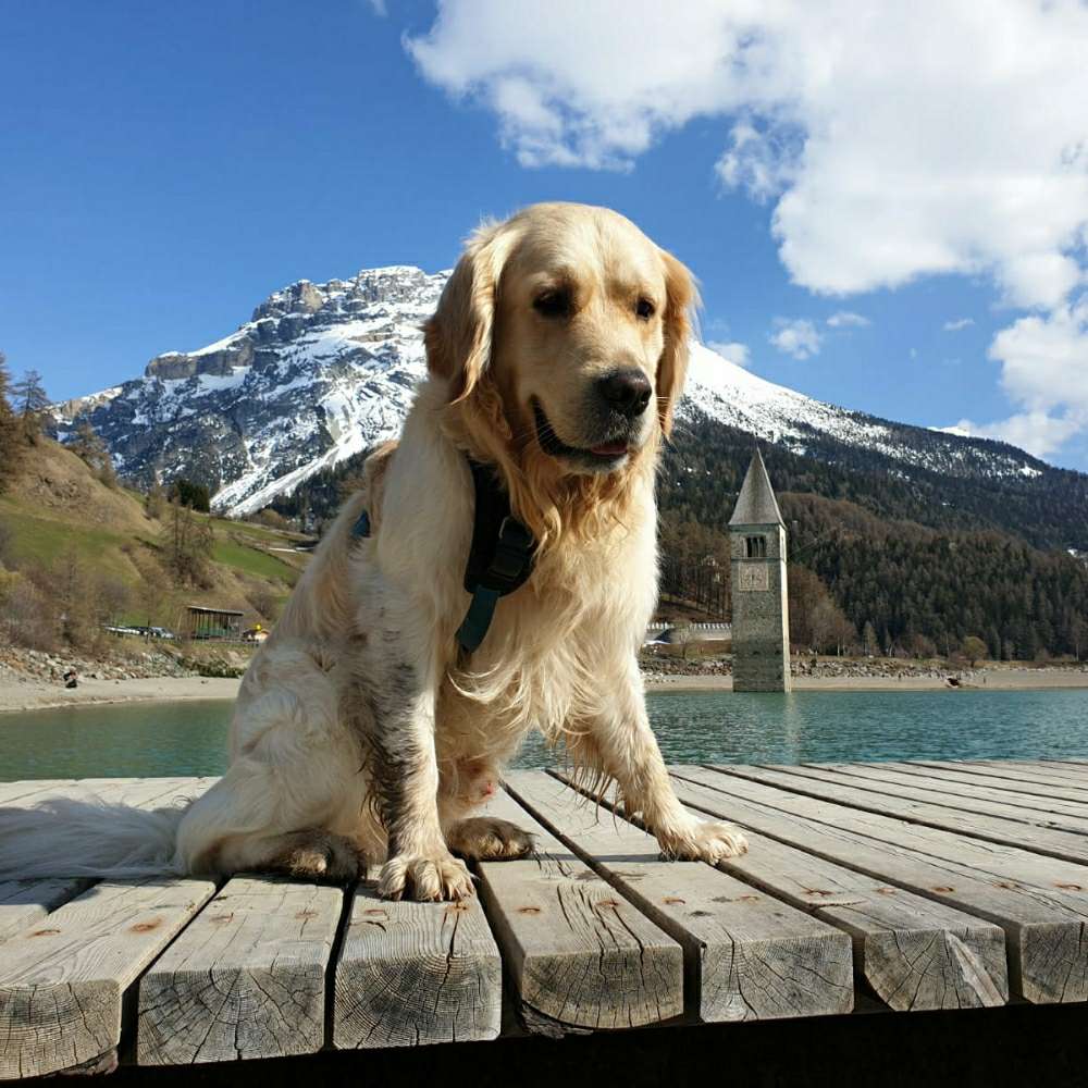 Hundetreffen-Gassi und Spieletreff Goldi rüde 8 Jahre-Profilbild