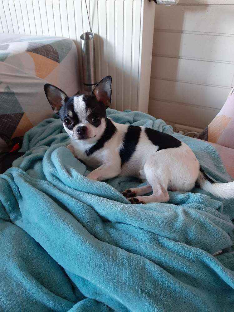 Hundetreffen-Hunde Kumpels gesucht-Profilbild