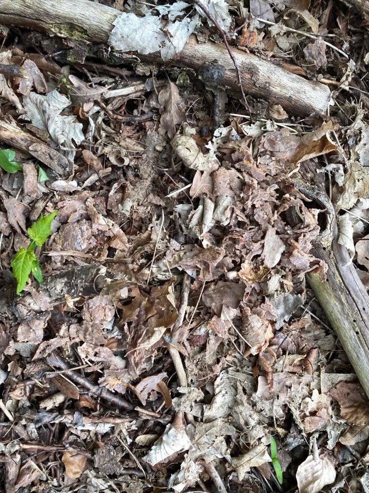 Giftköder-Giftköder in form Döner Fleisch-Profilbild