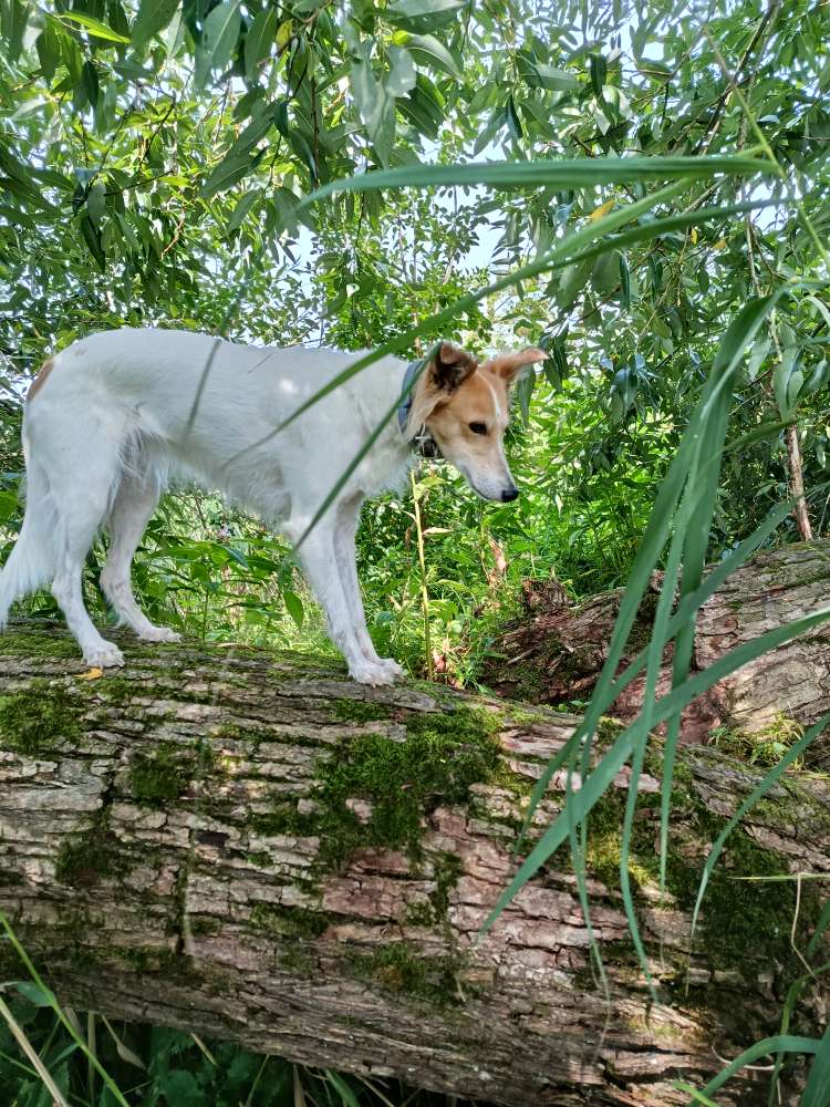 Hundetreffen-Silken Windsprites gesucht-Profilbild