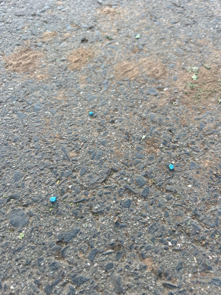 Giftköder-Blaue Kügelchen auf dem Boden verteilt-Profilbild