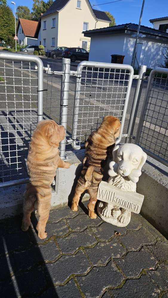 Hundetreffen-Spieltreffen Sozialisierung-Profilbild