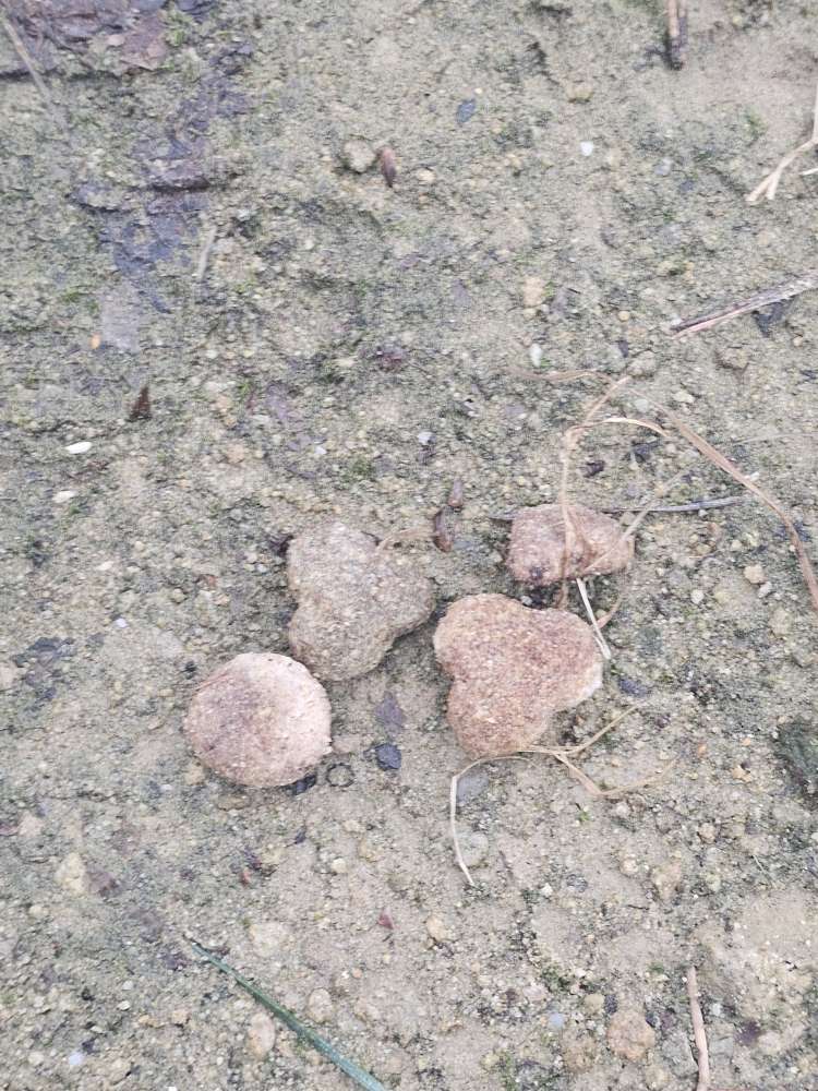 Giftköder-Der Futterausleger....-Profilbild