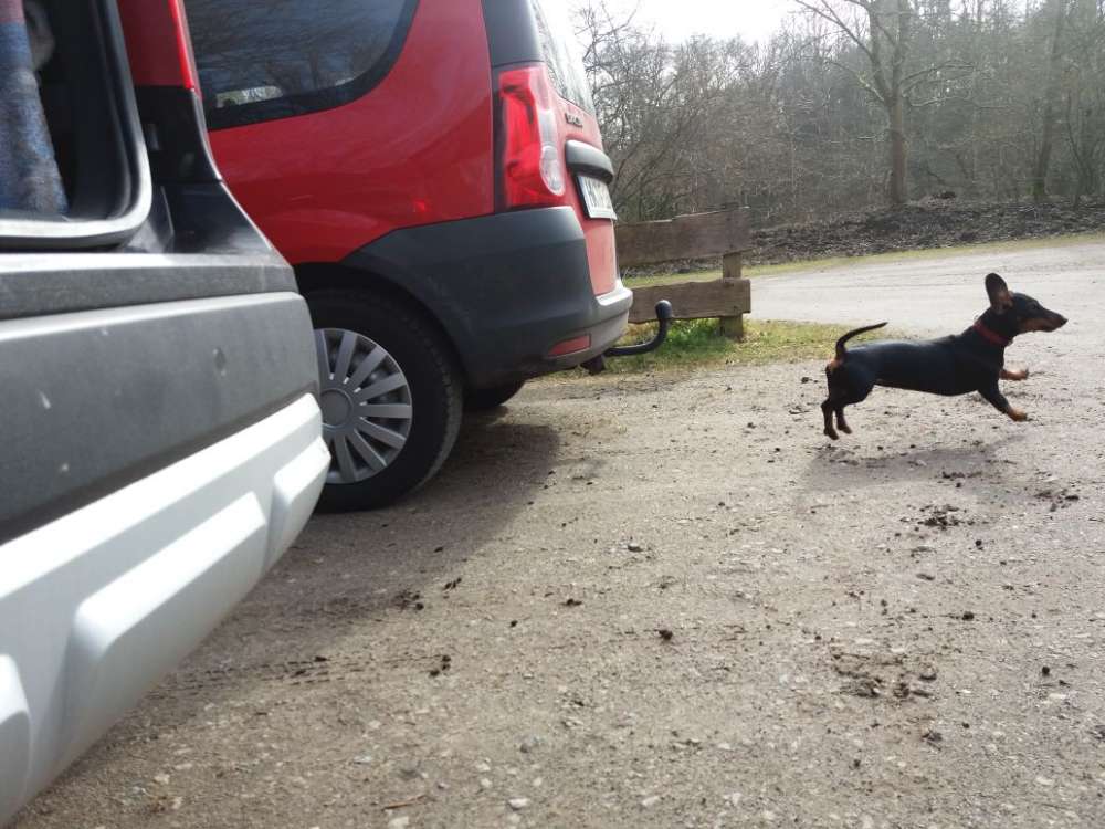 Hundetreffen-Hunde treffen.....-Profilbild