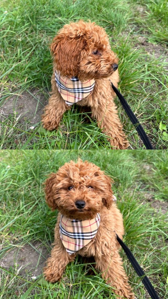 Hundetreffen-Welpen/Junghunde treffen Raum Overath-Profilbild