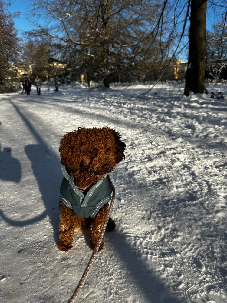 Hundetreffen-Gassi-/Spielrunde-Profilbild