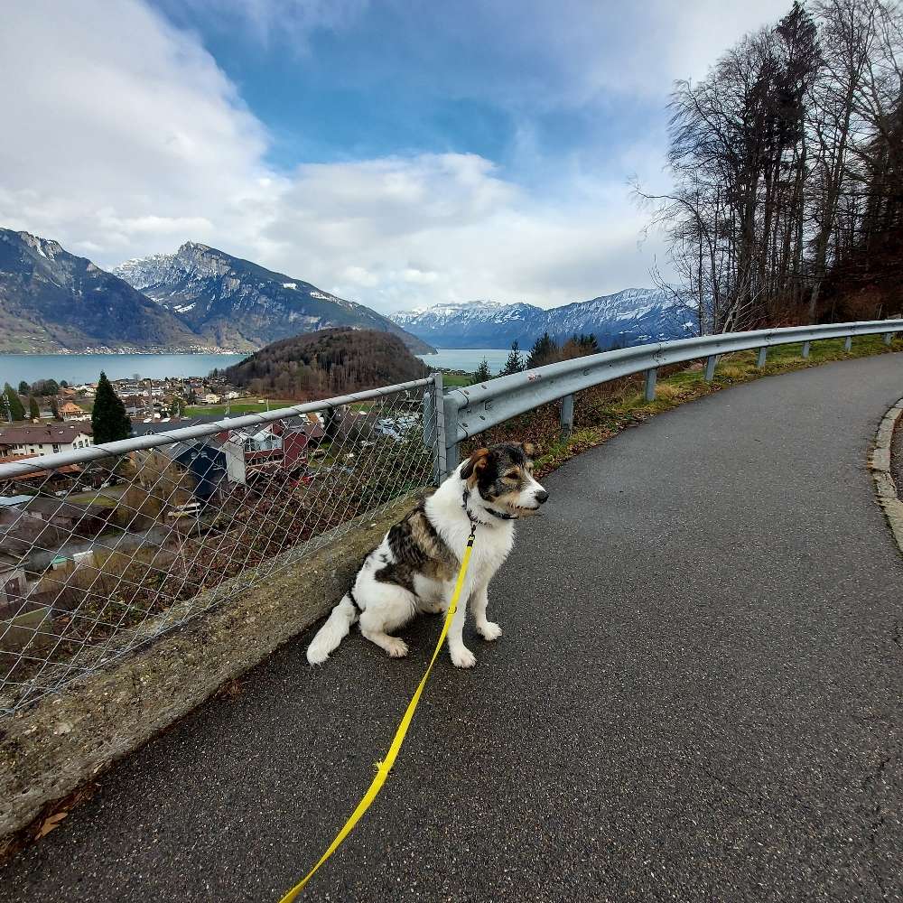 Hundetreffen-Spazieren gehen , spielen-Profilbild