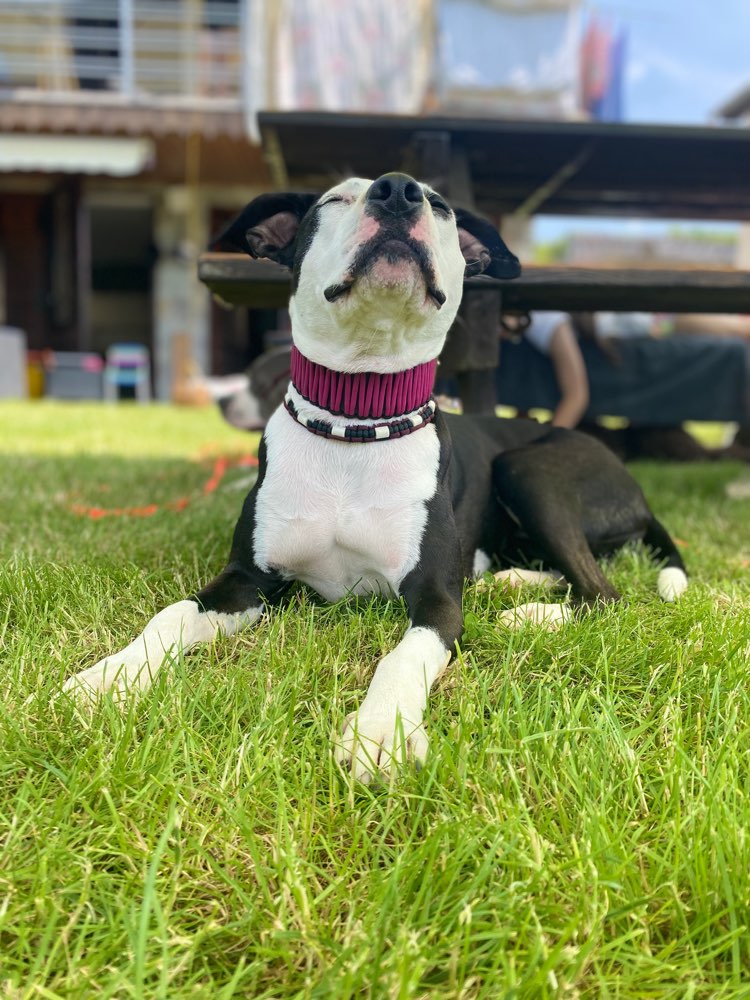 Hundetreffen-Spazieren gehen, Social Walk, spielen-Profilbild