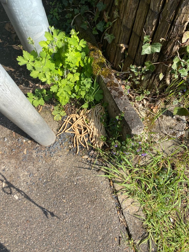 Giftköder-Vorsicht: Essensreste oder sowas-Profilbild