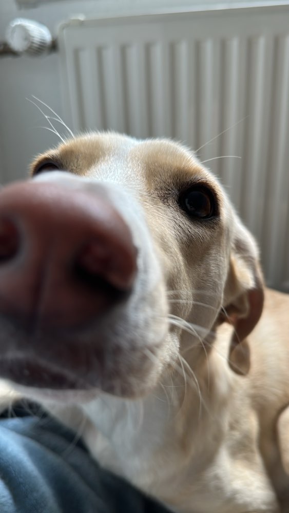 Hundetreffen-Suchen neue Hundefreunde für entspanntes Spazierengehen und Spielen 🫶🏻-Profilbild