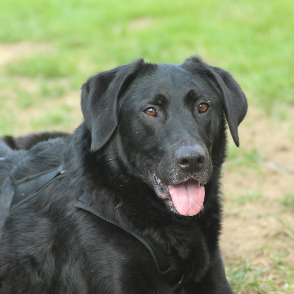 Hundetreffen-Gassirunden inkl. Training-Profilbild