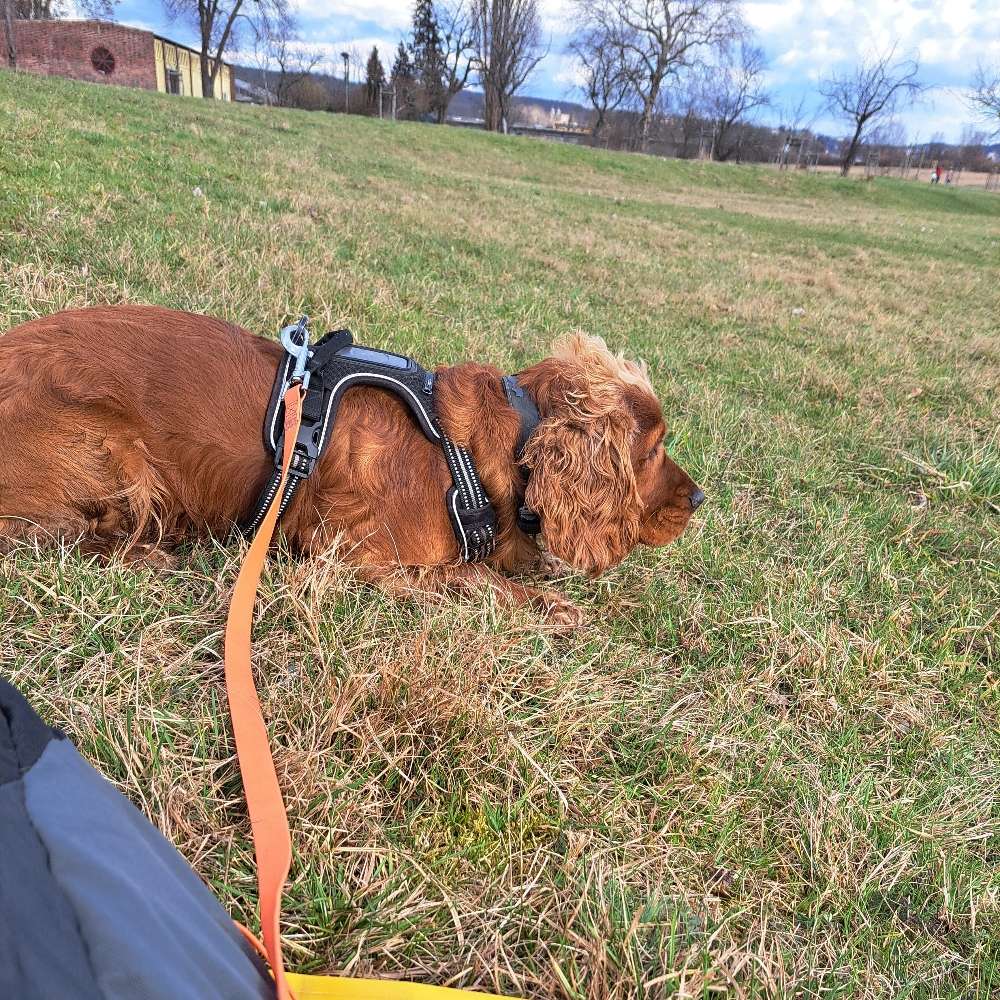 Hundetreffen-Gassirunde an der Elbe in Dresden Johannstadt-Profilbild