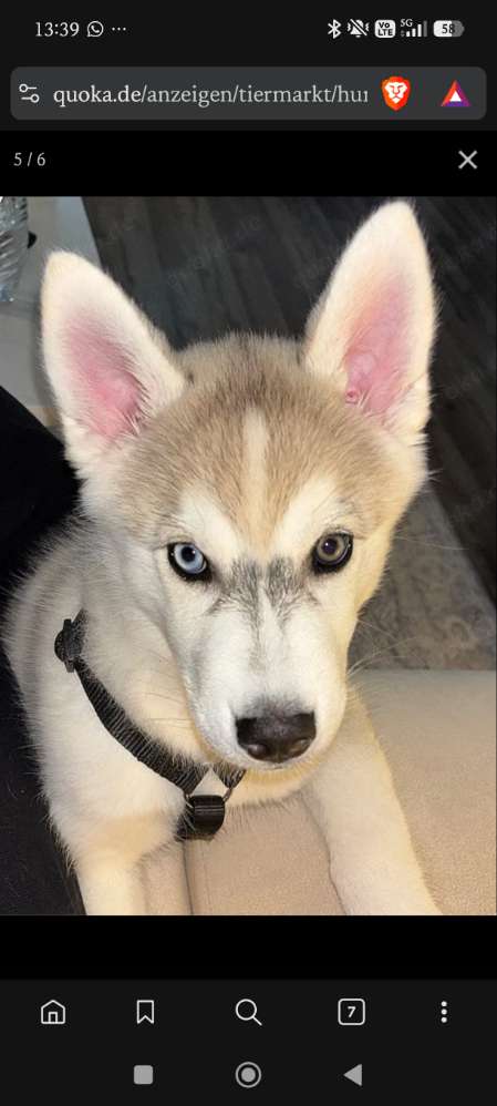 Hundetreffen-WELPEN SPAZIERGANG-Profilbild