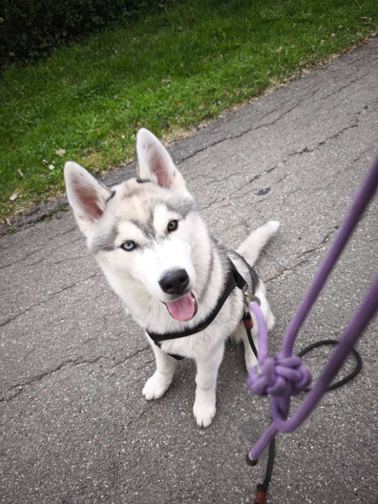 Hundetreffen-JUNGHUND SPAZIERGANG-Profilbild