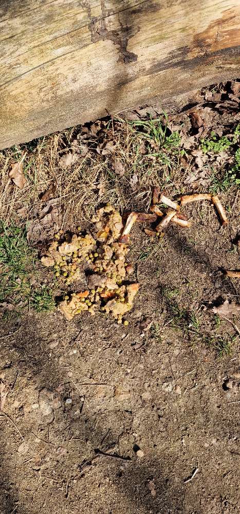 Giftköder-Essensreste-Profilbild