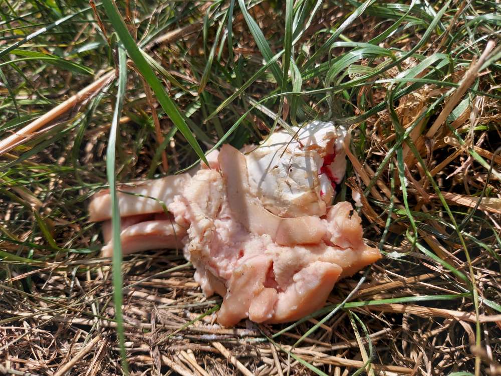 Giftköder-Vermutlicher Giftköder-Profilbild