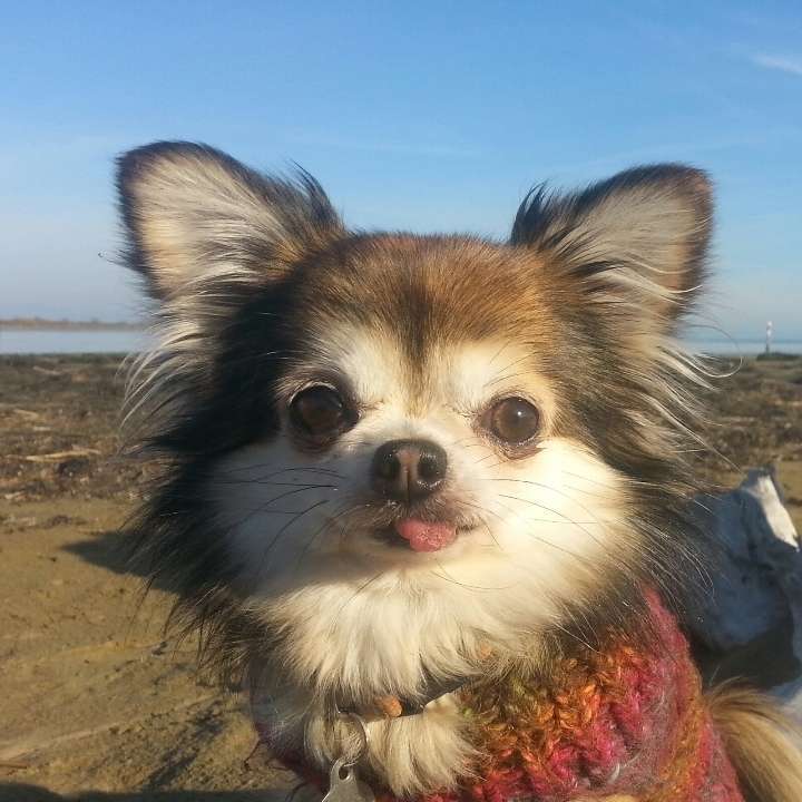 Hundetreffen-Motte sucht Zwerge-Profilbild