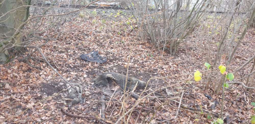 Giftköder-!!!Wildschwein Kadaver!!!-Profilbild