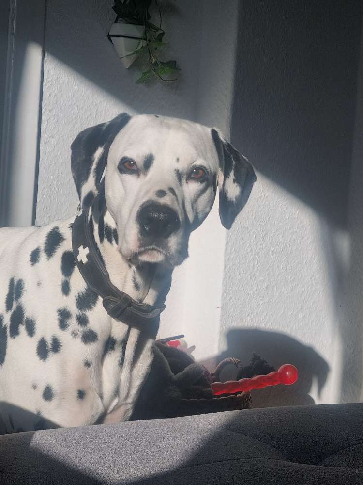 Hundetreffen-Treffen in Todendorf und Umgebung-Profilbild