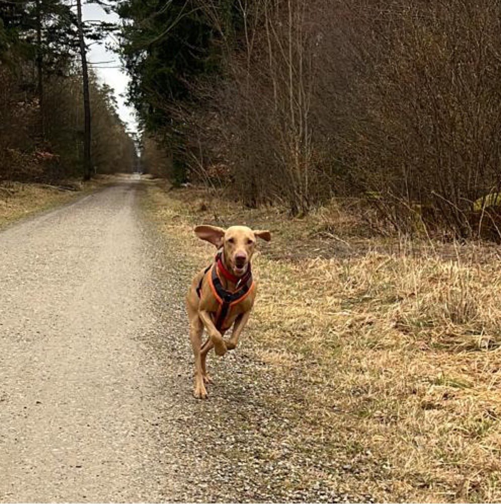Hundetreffen-Gassi/Spielen im Perlacher Forst München-Profilbild