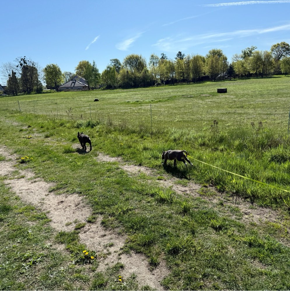 Hundetreffen-Welpentreff-Profilbild